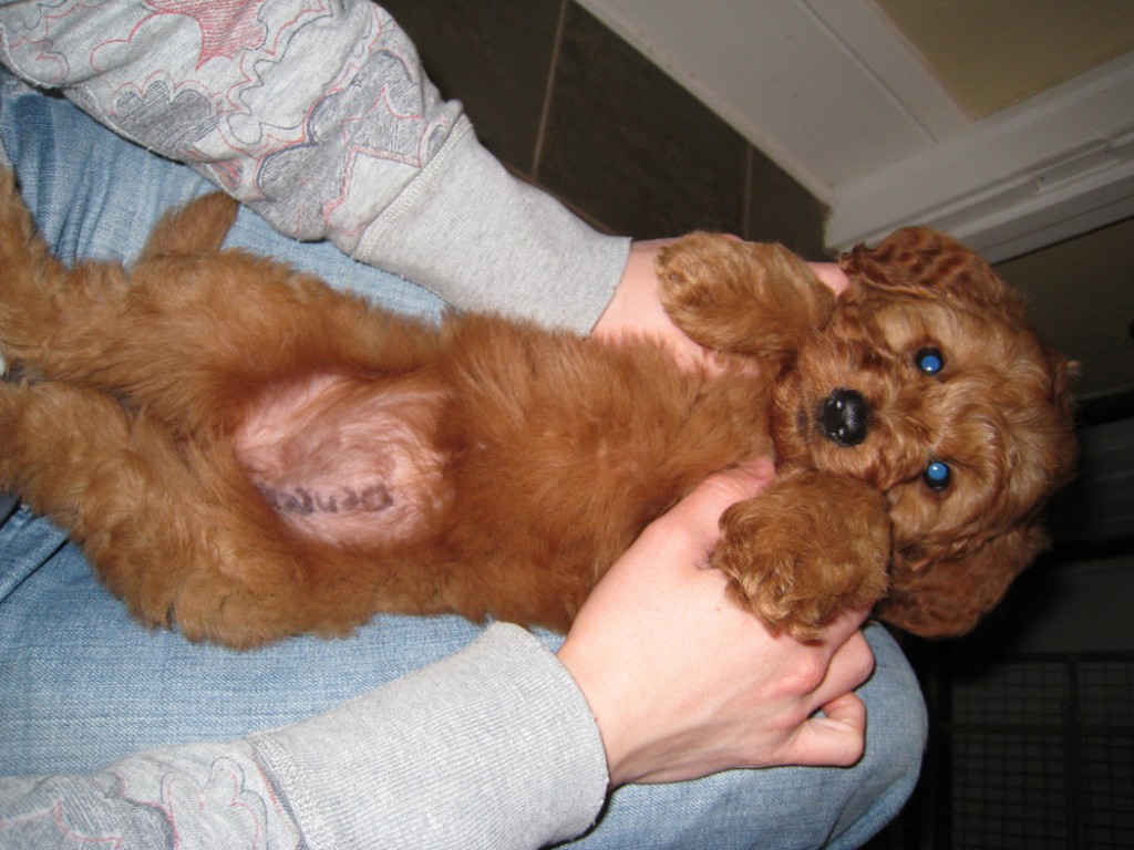 The breeders wrote our name on her belly.
